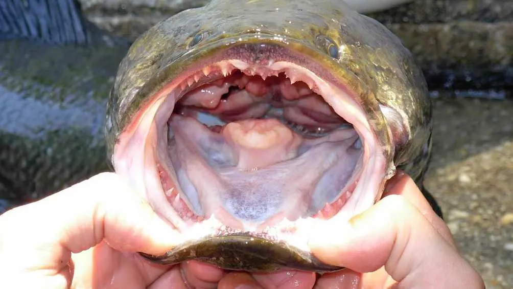 El pez cabeza de serpiente genera miedo por su forma de cazar/X