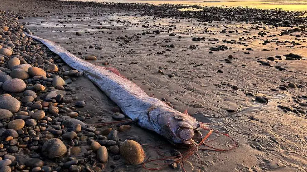 La leyenda del pez dice que es augurio de desastres naturales/X