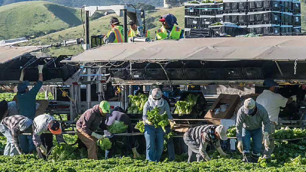 Algunos mexicanos fueron detenidos mientras estaban trabajando/Pixabay