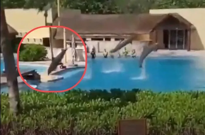 Profepa ha prohibido espectáculos de delfines tras viral video de un delfín impactándose en una alberca / FAADA