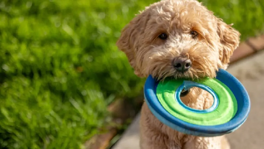 La CURP para mascotas, desde abril del 2024 se ha convertido en una trámite obligatorio en la Ciudad de México, con la finalidad de garantizar los derechos y el bienestar de los animales capitalinos/Istock