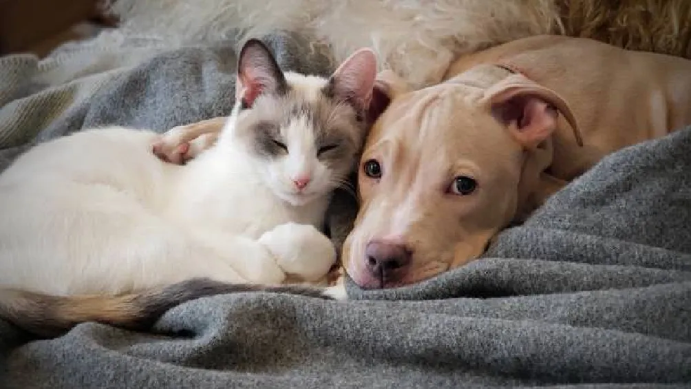 Estos son los requisitos y el proceso para tramitar la curp para mascotas en la Ciudad de México/iStock