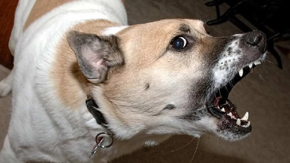 Al año en todo el mundo mueren unas 59 mil personas por rabia/Pixabay