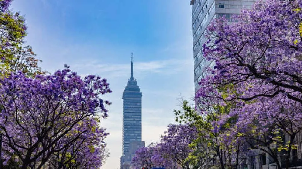 Cuenta la leyenda que las jacarandas llegaron a México gracias a un jardinero japonés/Pixabay
