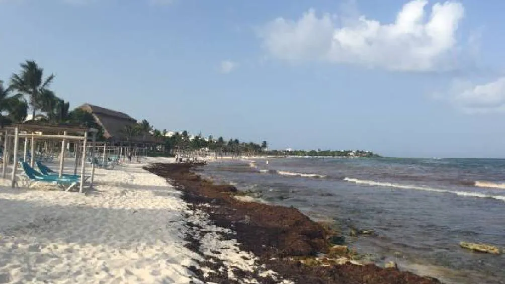 Limpiar el sargazo representa un costo sumamente elevado/Pixabay