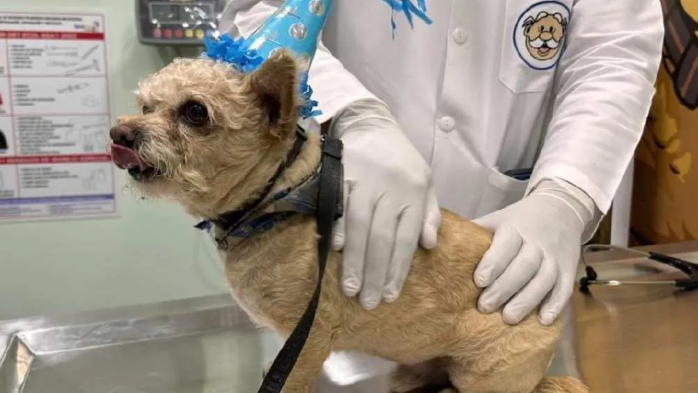 Las veterinarias del Dr Simi ofrece consultas y diferentes tipos de servicios/X