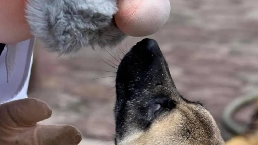 Bajo el nombre SimiPet Care, la empresa está explorando la apertura de consultorios veterinarios con precios accesibles/Redes Sociales