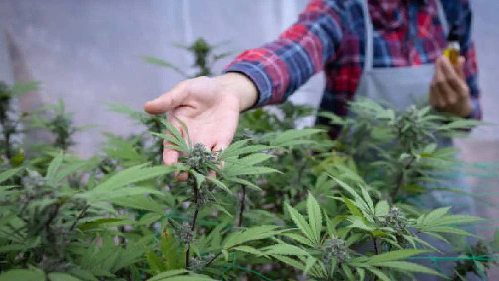 El consumo de cannabis no regulado podría ser dañino contra la salud/X