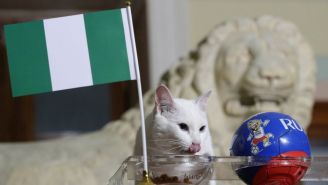 Gato come del tazón que tiene la bandera de Nigeria