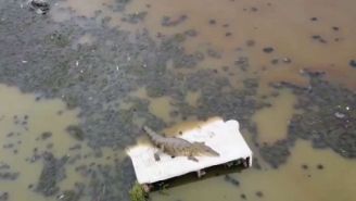 Buscan capturar a cocodrilo visto en la laguna La Piedad, de Cuautitlán Izcalli