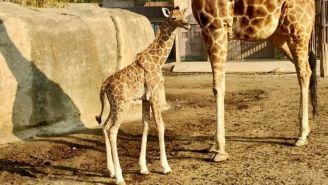El animal bebé es hijo de ‘Baobab’ y de ‘Acacia’ y nació con 1.80 metros de altura.