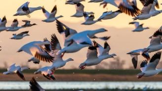 Millones de aves realizan largos vuelos en manadas desde Norteamérica hasta el sur del continente 