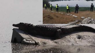 ¿Ya fue capturado el cocodrilo de Cuautitlán Izcalli? Aquí te contamos 