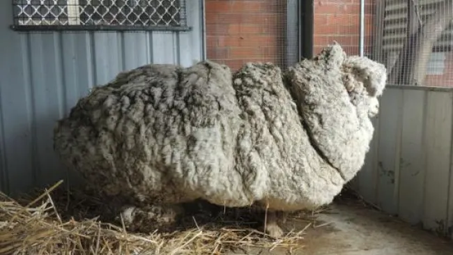 La oveja Chris antes de ser trasquilada