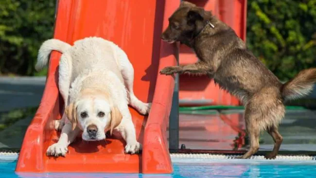 Un par de perros disfrutando del tobogán
