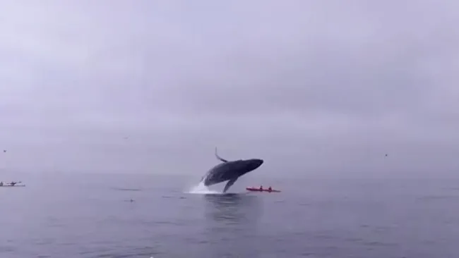 El momento en que la ballena cae sobre los turistas