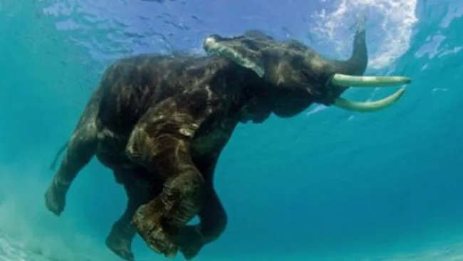 Un elefante nada en la Isla Havelock