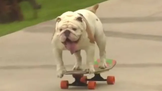 Otto, el bulldog que consiguió un récord Guinness