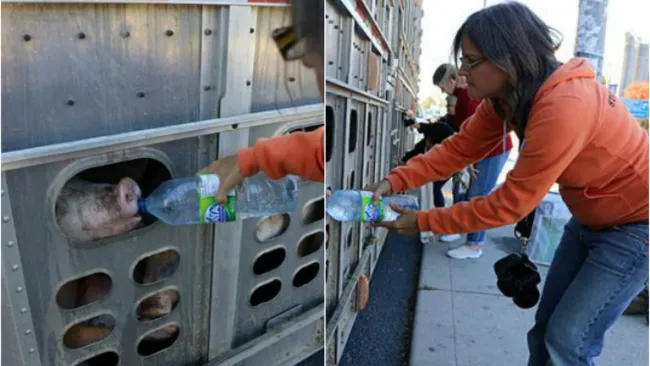 Anita Krajnc en el momento de la rehidratación