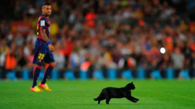 Gato corriendo por Camp Nou en pleno partido de Barcelona