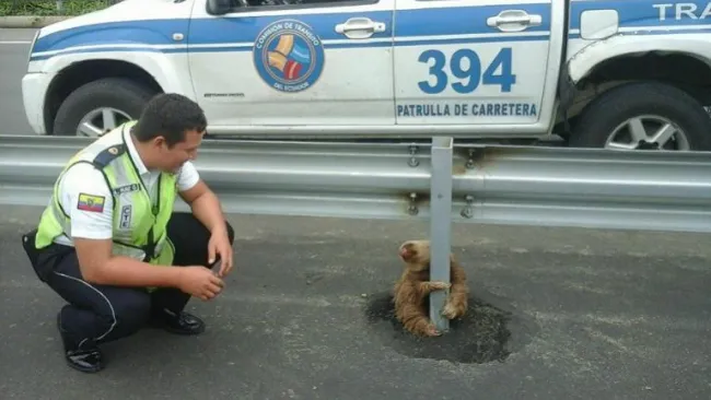 Agente de tránsito observa al perezoso aferrado al poste
