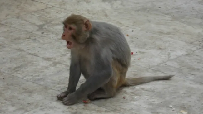 Un macaco durante una festividad en la India