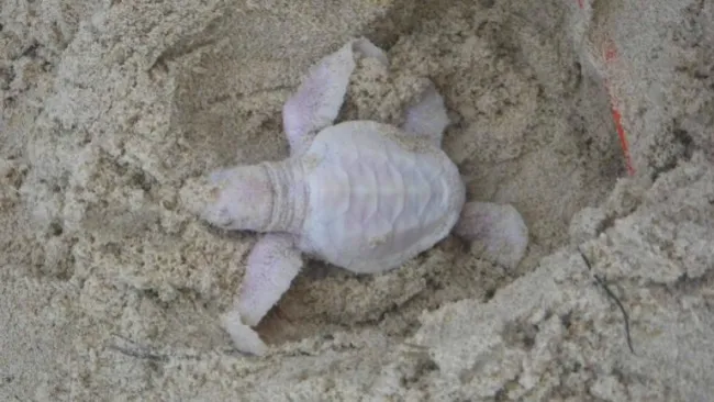 Alby es encontrada en el estado de Queensland