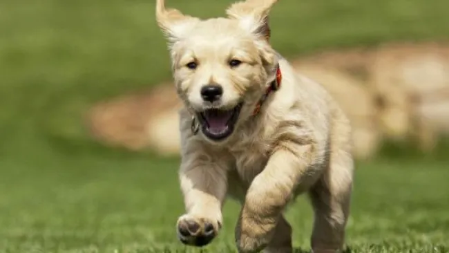 Un perro corre sobre el césped