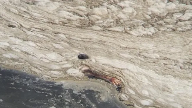 Brazo flotante en río brasileño