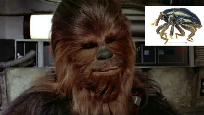 Escarabajo es nombrado como Chewbacca