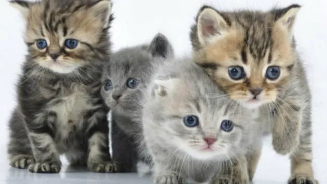 El encantador de gatos es originario de Malasia