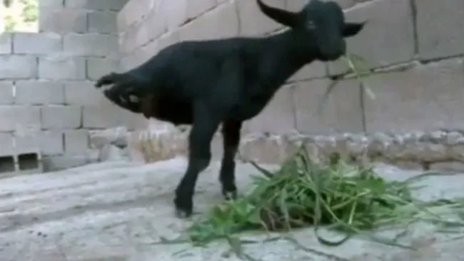 'Cabra fuerte', el apodo del animal que vive en China