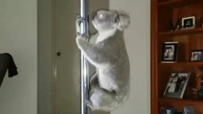 Koala practica 'pole dance' en una casa de Australia