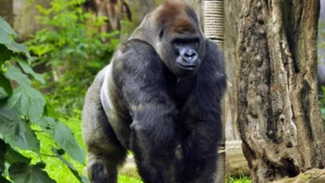 Gorila 'Bantú' dentro del zoológico