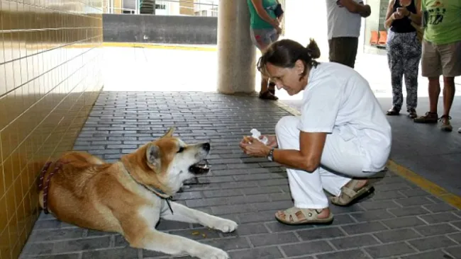 Maya espera a su dueña afuera del hospital