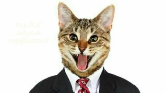 Imagen de un gato con traje que motivó el bloqueo de una cuenta por parte de Facebook