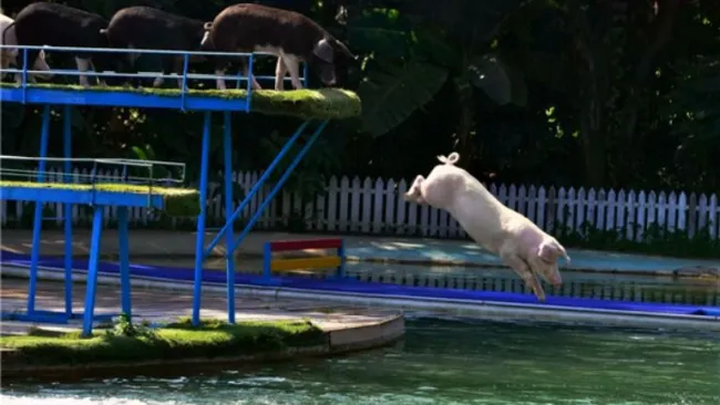 Los cerditos realizando clavados a una alberca