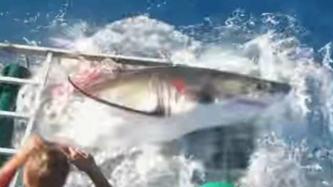 Tiburón blanco sale de una jaula de buzo