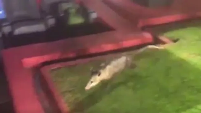 Imagen del tlacuache corriendo junto a una banca del Pirata Fuente