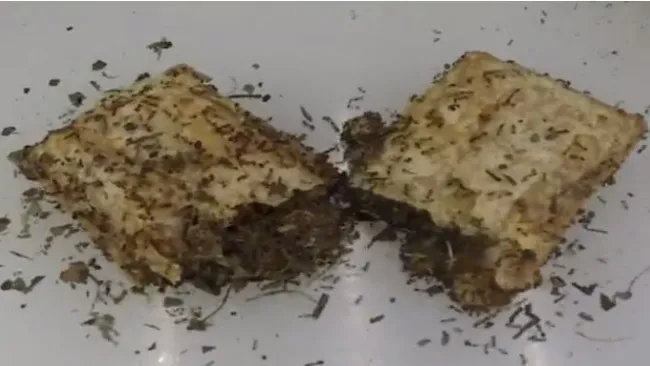 Las hormigas devoran el pay de manzana