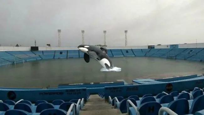 Un meme con Keiko en saltando en la cancha del estadio Tamaulipas