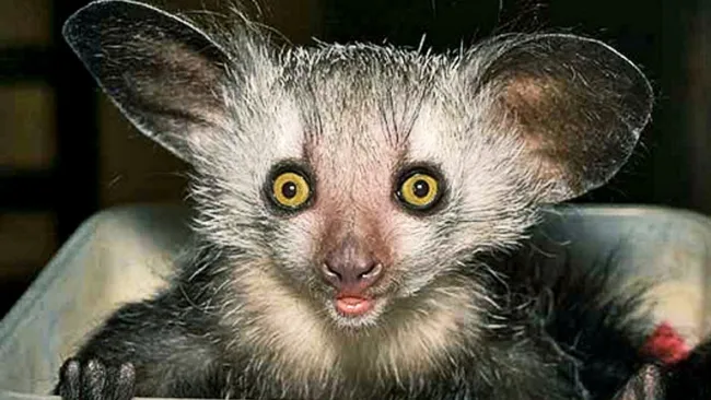 Aye-Aye, una de las especies en peligro de extinción