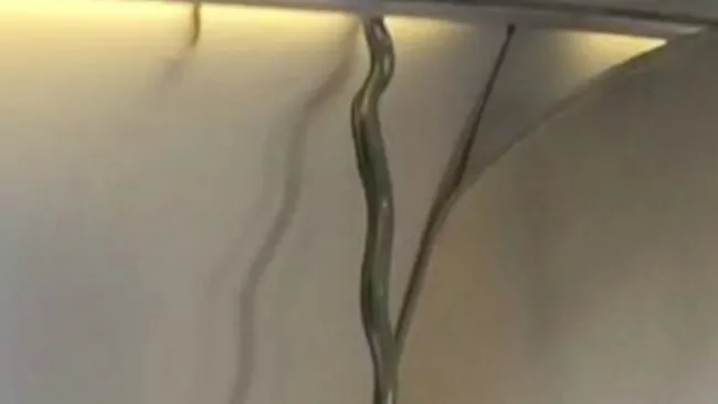 Imagen de la víbora que iba en el vuelo de Aeromexico