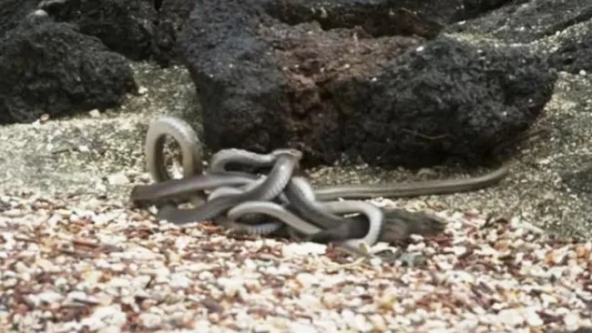 Iguana sobrevive al ataque de las serpientes