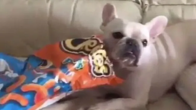 La perrita Maggie realiza el reto sentada en un sillón