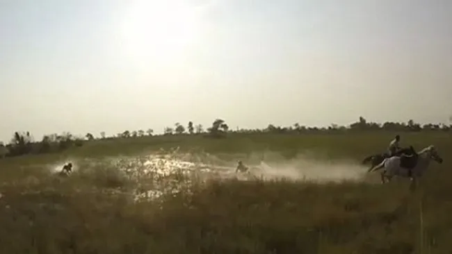 Turista cae al césped, a unos metros de la leona
