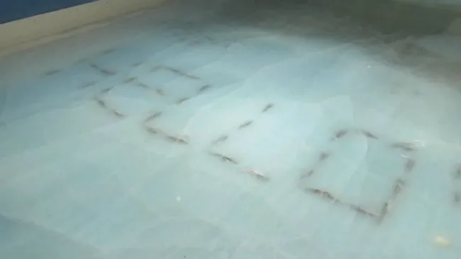 El letrero en la pista de hielo formado con peces muertos