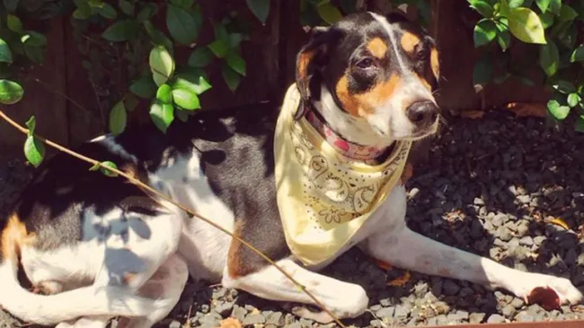 Amika, la perra perdida por Interjet