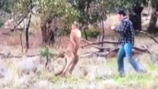Hombre se encara contra un canguro para salvar a su perro