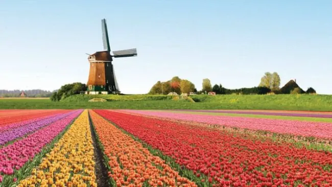 Campos de tulipanes en Holanda